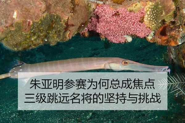 朱亚明参赛为何总成焦点 三级跳远名将的坚持与挑战